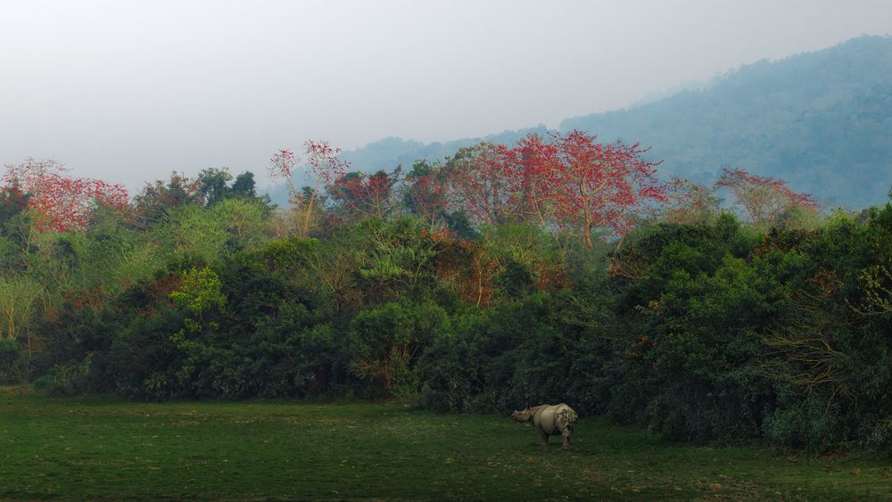 Photograph by Rajarshi Roy