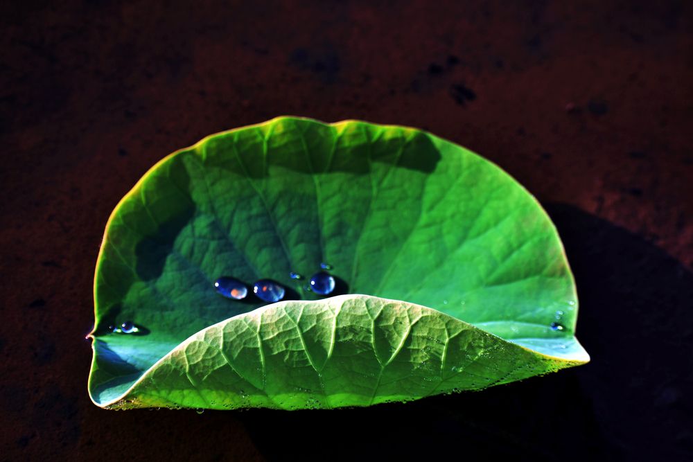Photograph by Malatesh Garadimani