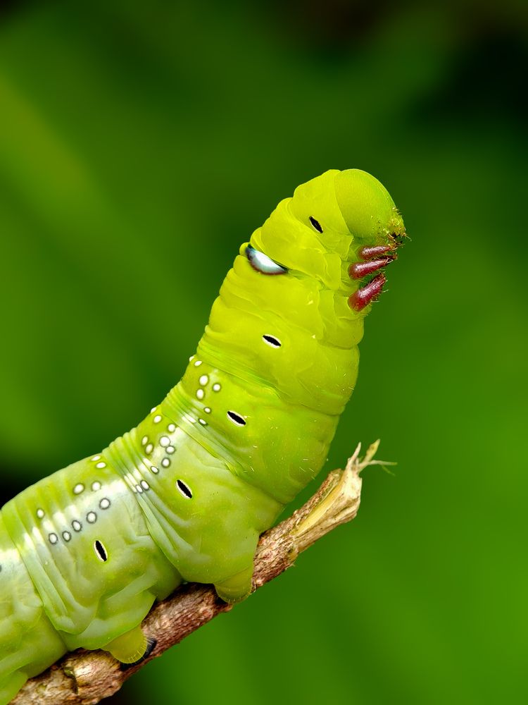Photograph by Chinchu Chandran