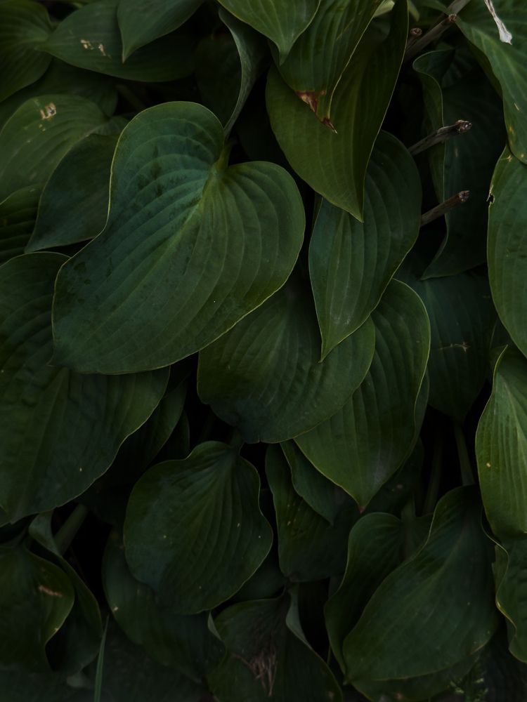 Photograph by Ася Жгенти