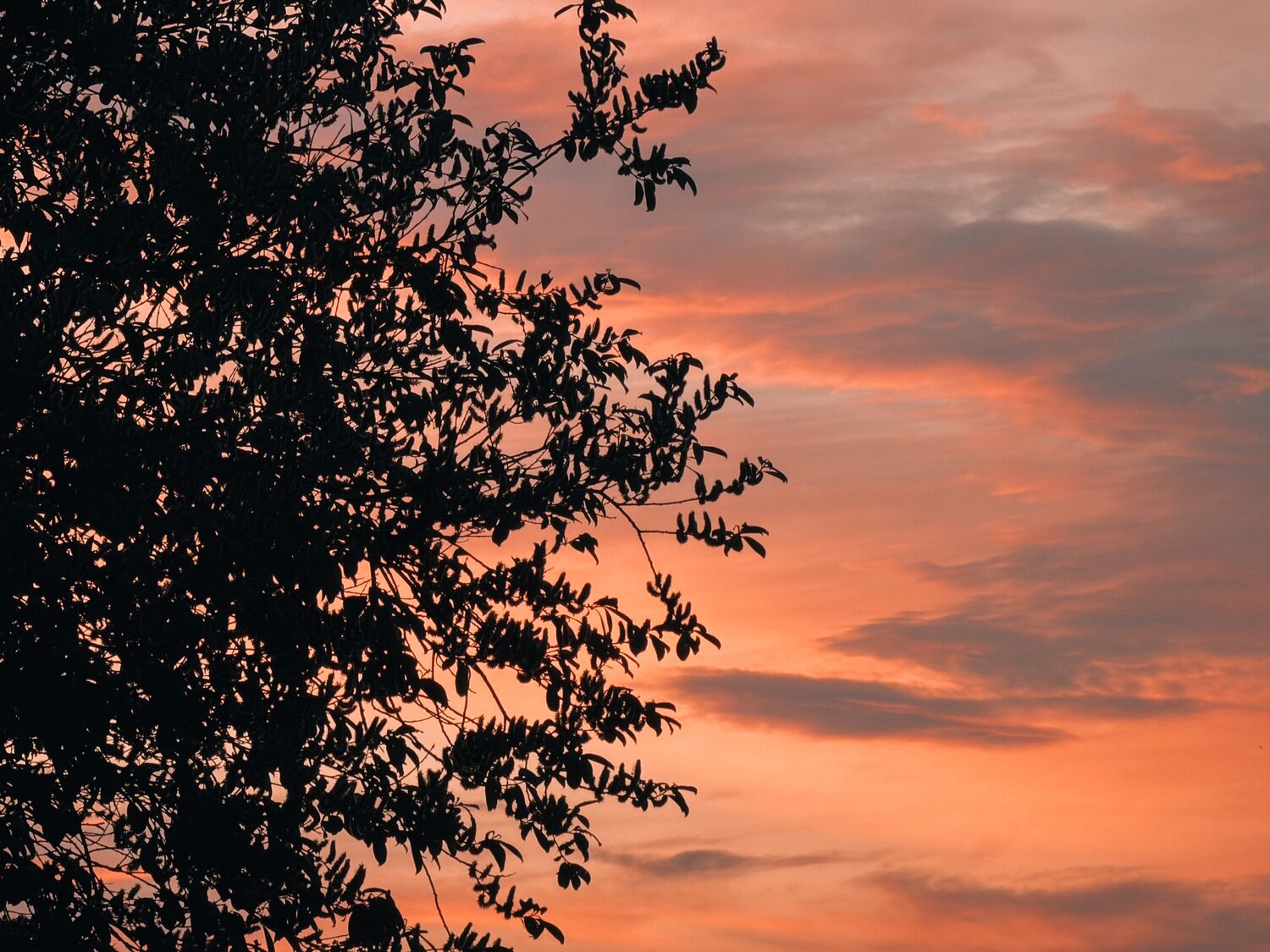 Photo #13609145