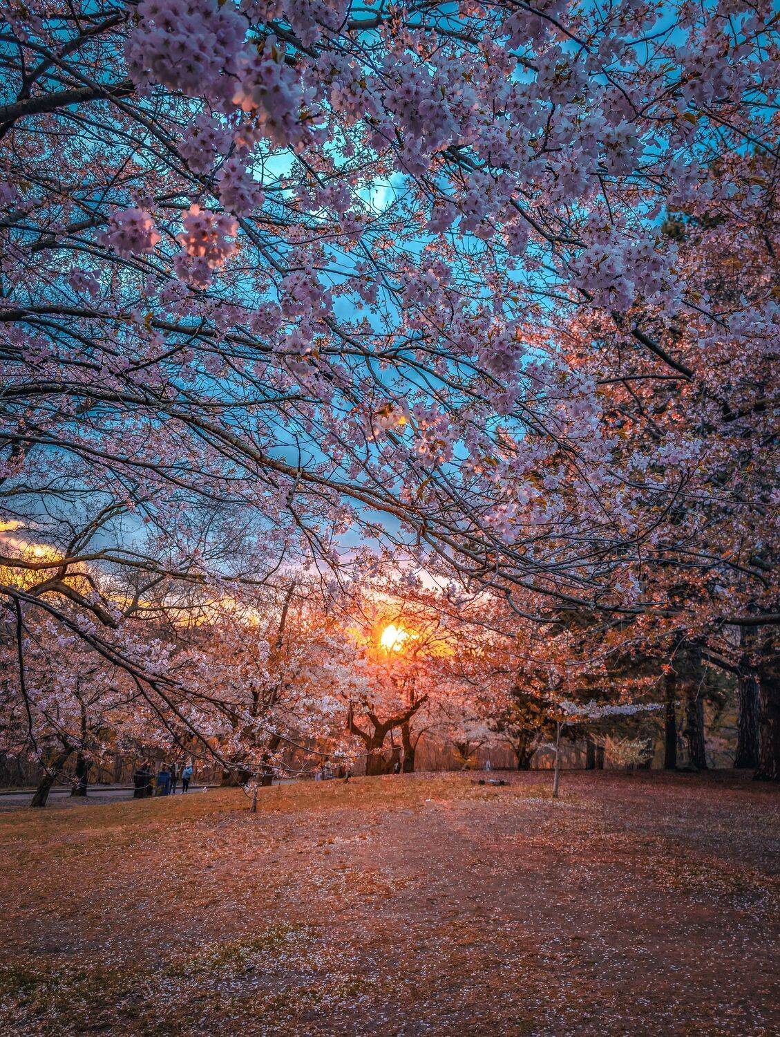 Spring skies & soft sunsets