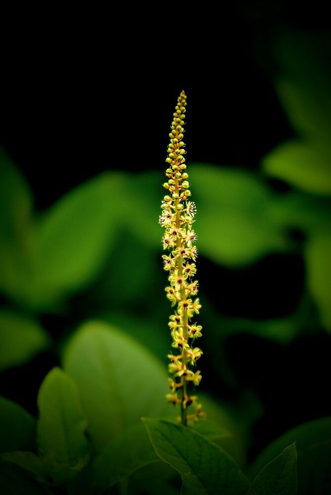 Whispers of Green
