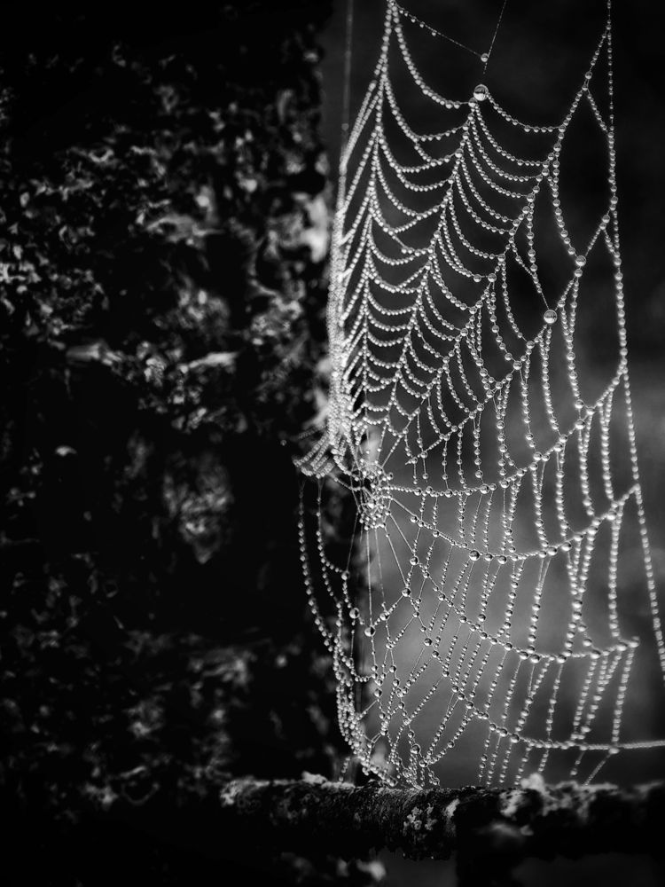 Photograph by Оксана Короткая