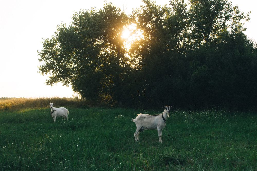 Photograph by Светлана Збраилова
