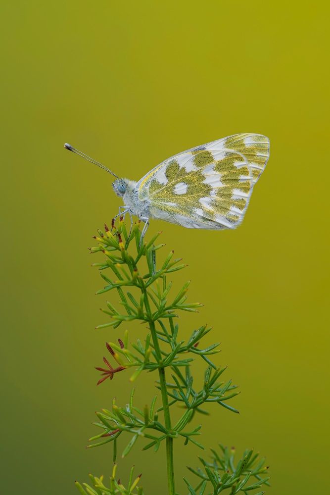 Photograph by Camilla Zocchi