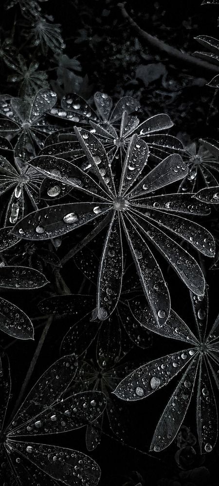 Photograph by ELLA BROD