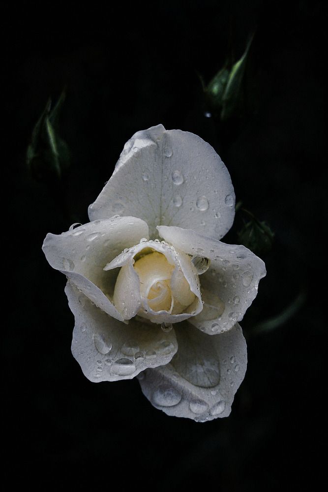 Photograph by ELLA BROD