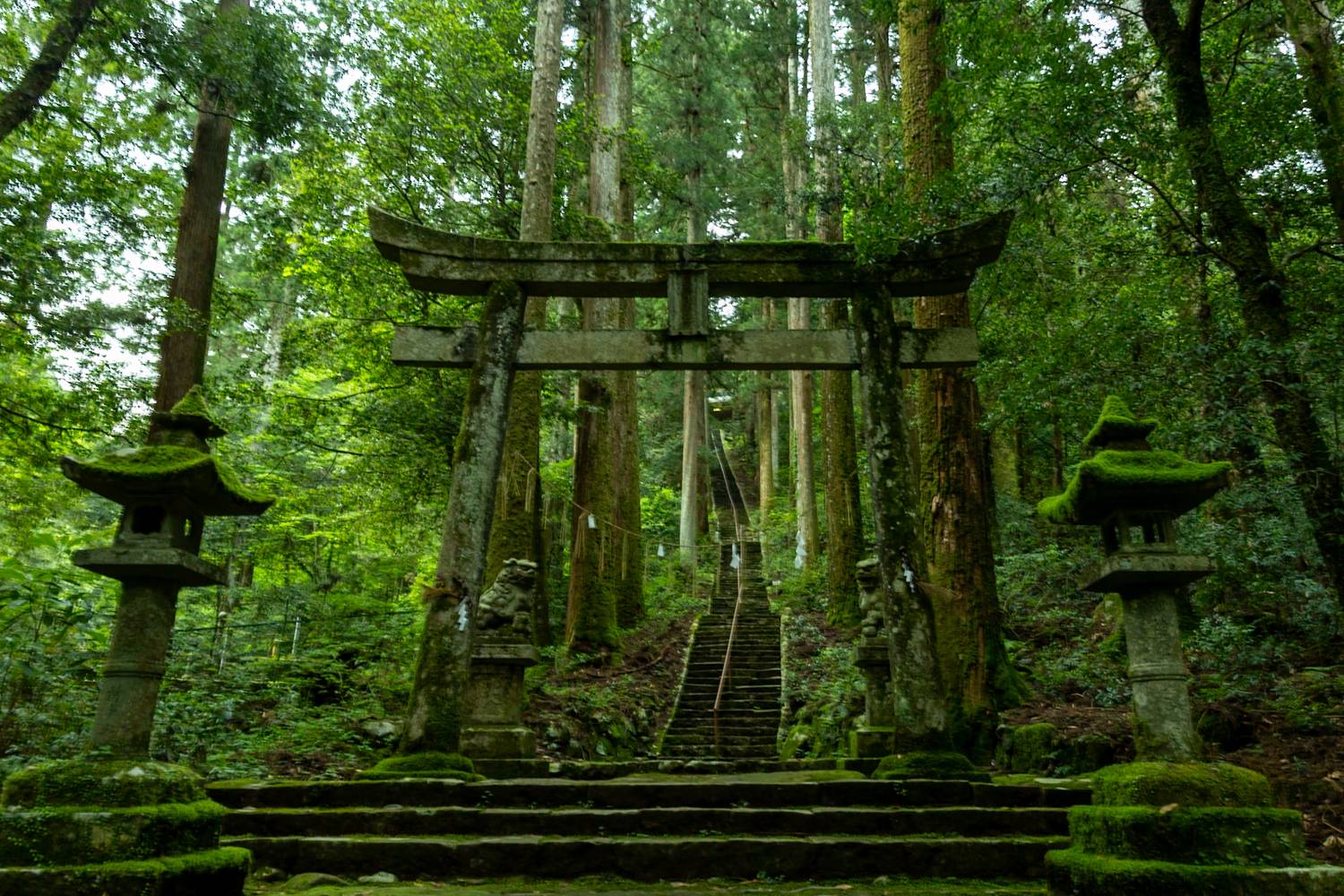 A torii gate that leads to the gods.