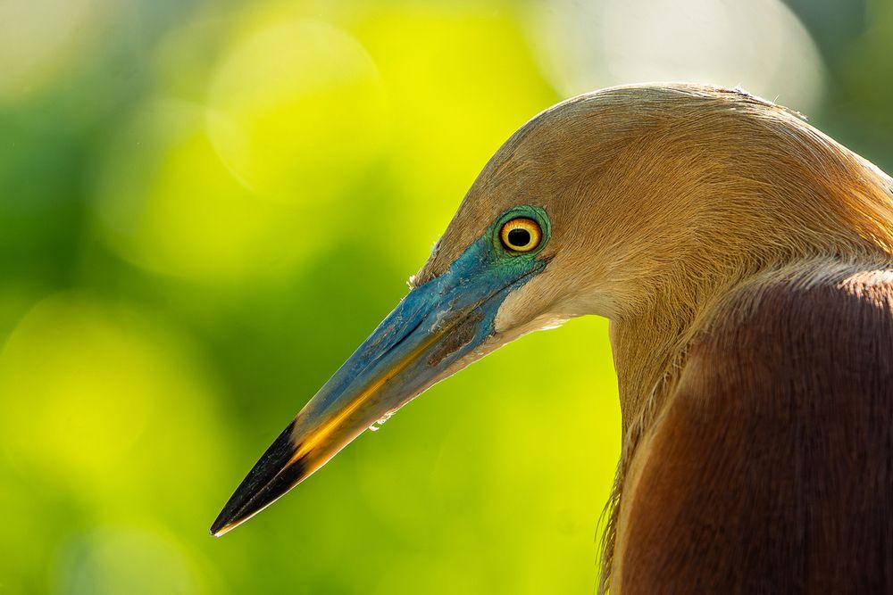 Photograph by Chatuka Ranatunga