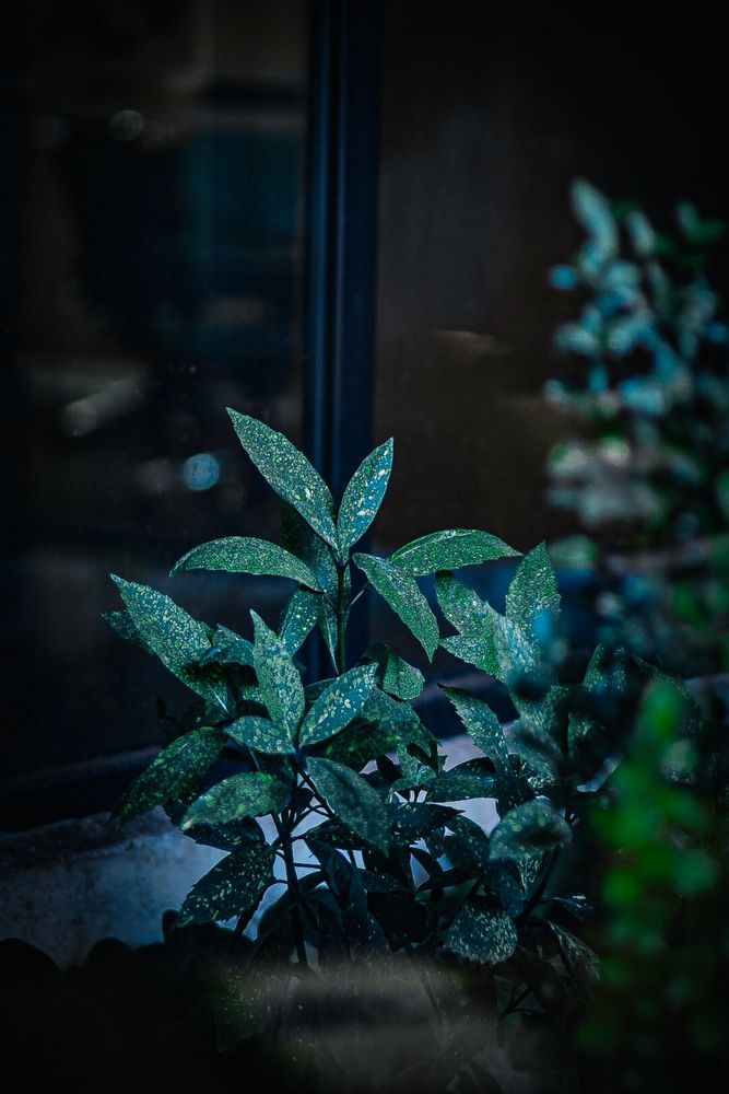 Photograph by Ehsan Fathi