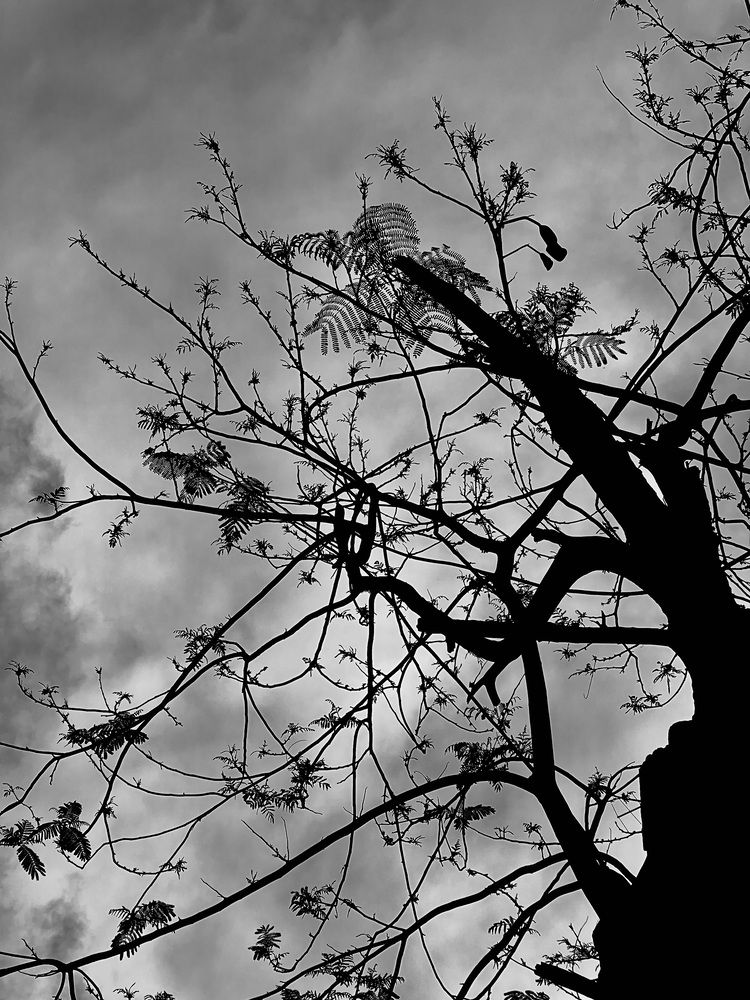 Black tree