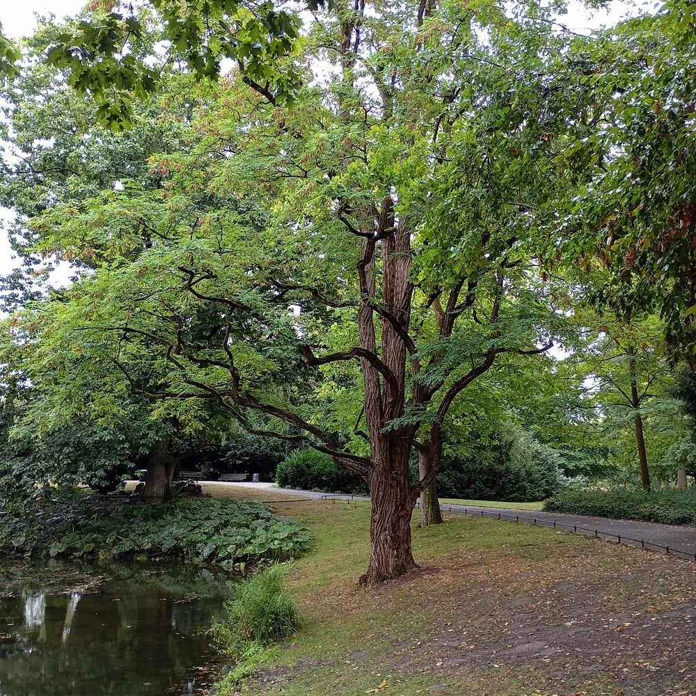 Centuries-old tree.
