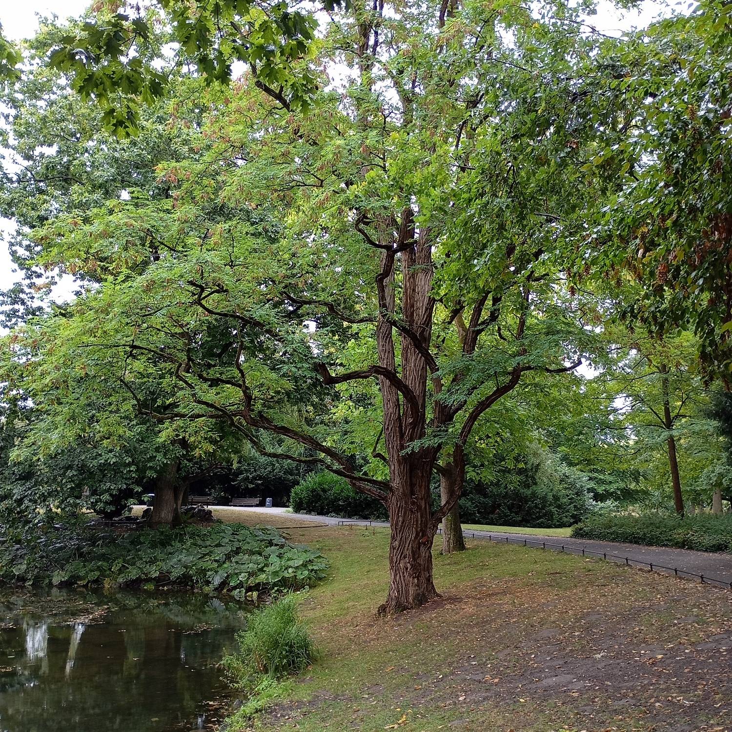 Centuries-old tree.