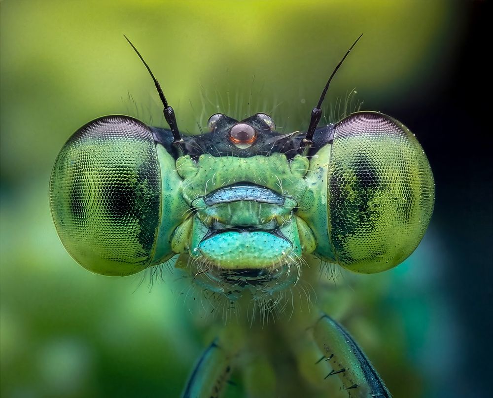 Damselfly