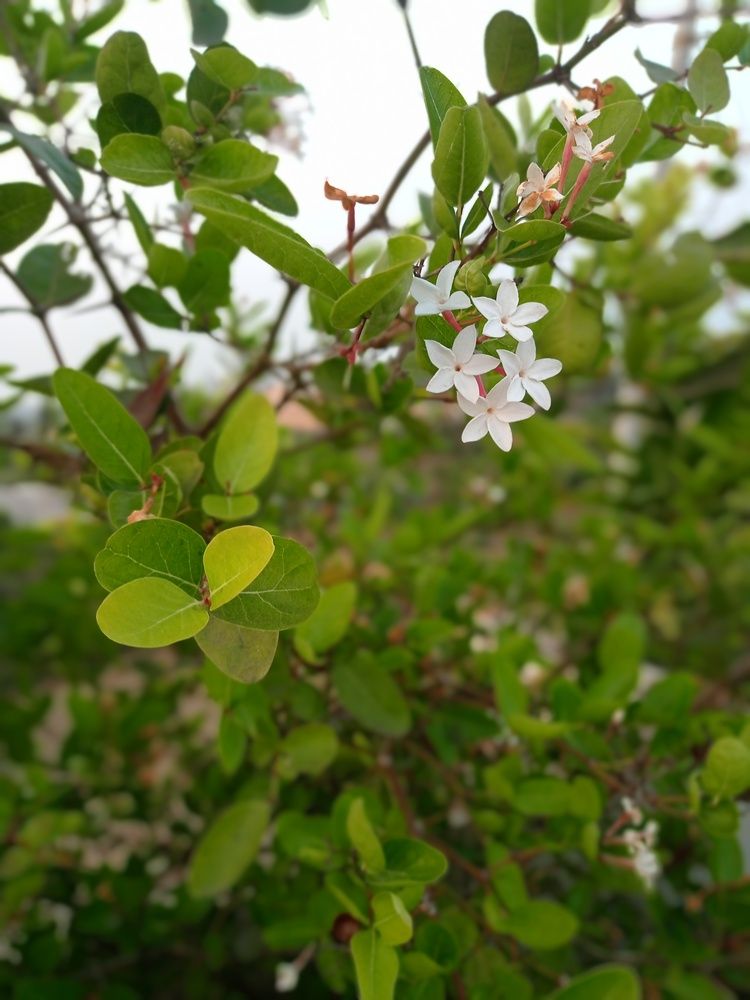 Photograph by G.Sumanohara Aditya
