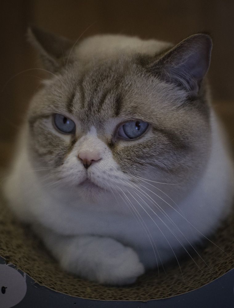 один день из жизни котейки
