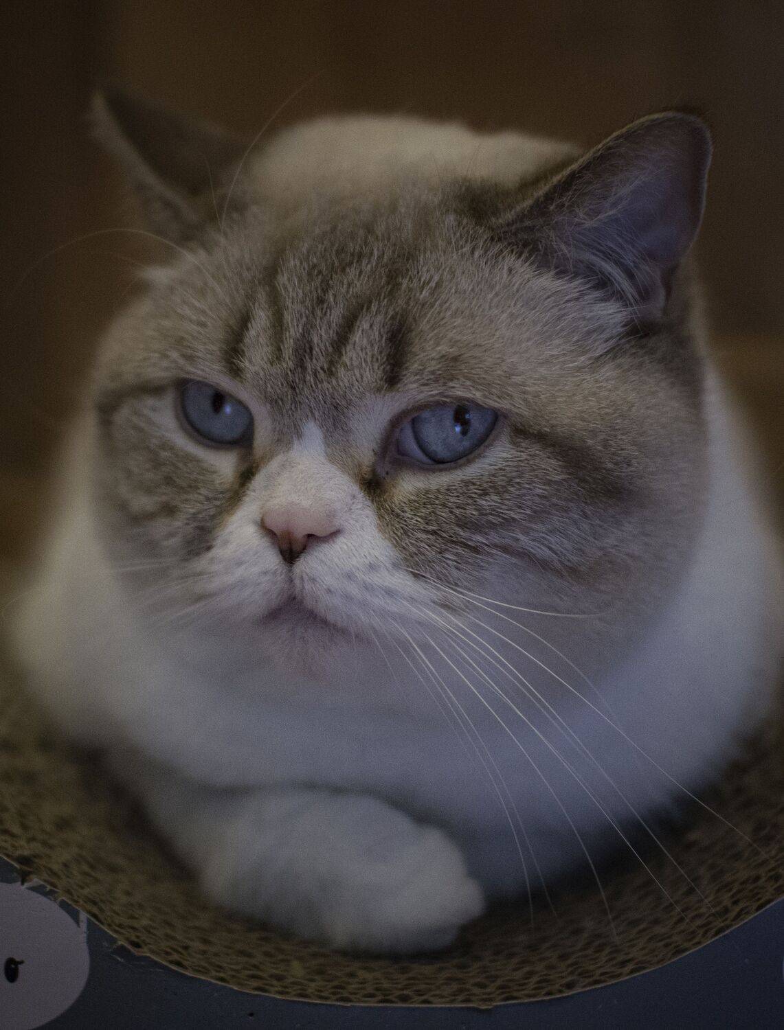 один день из жизни котейки один день из жизни котейки