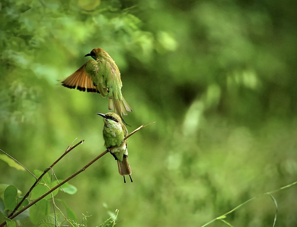 Photograph by Avigyan