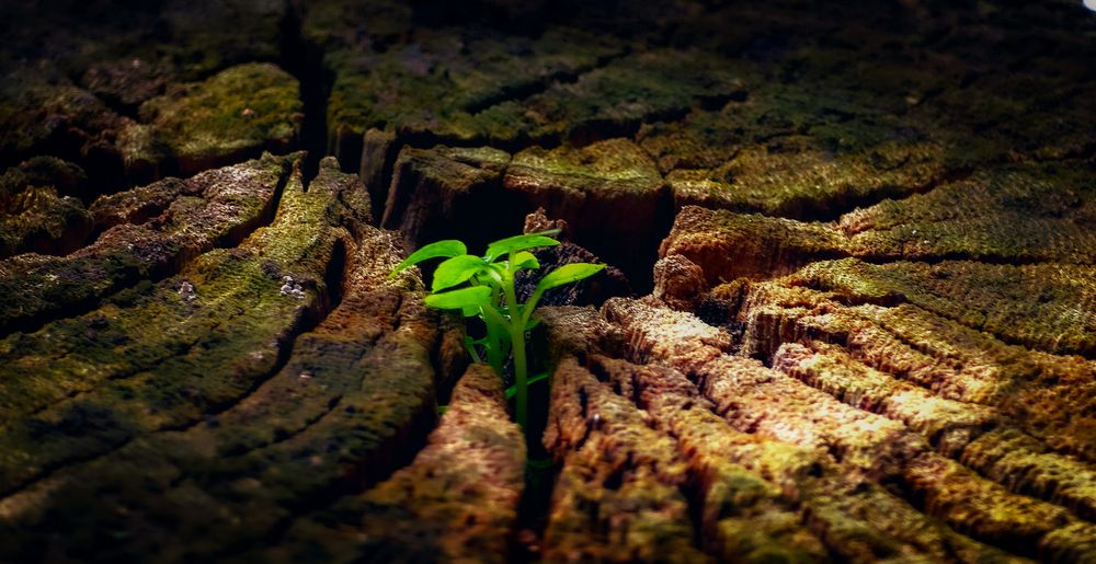 Hope Between the Cracks