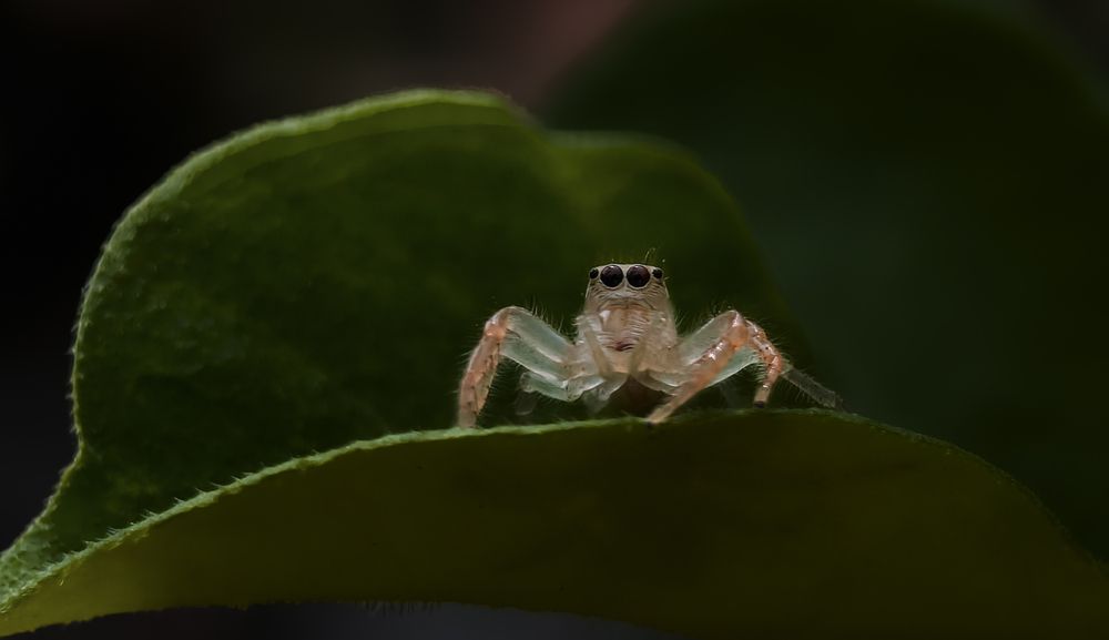 Guardian of the Green