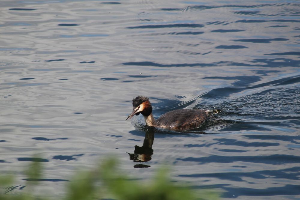 Photo #13611261