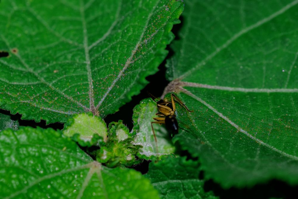 Between leaves and flowers