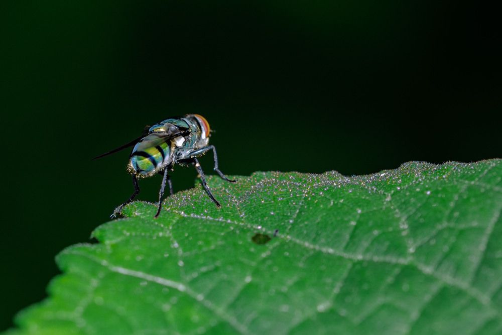 I pose for Ecology