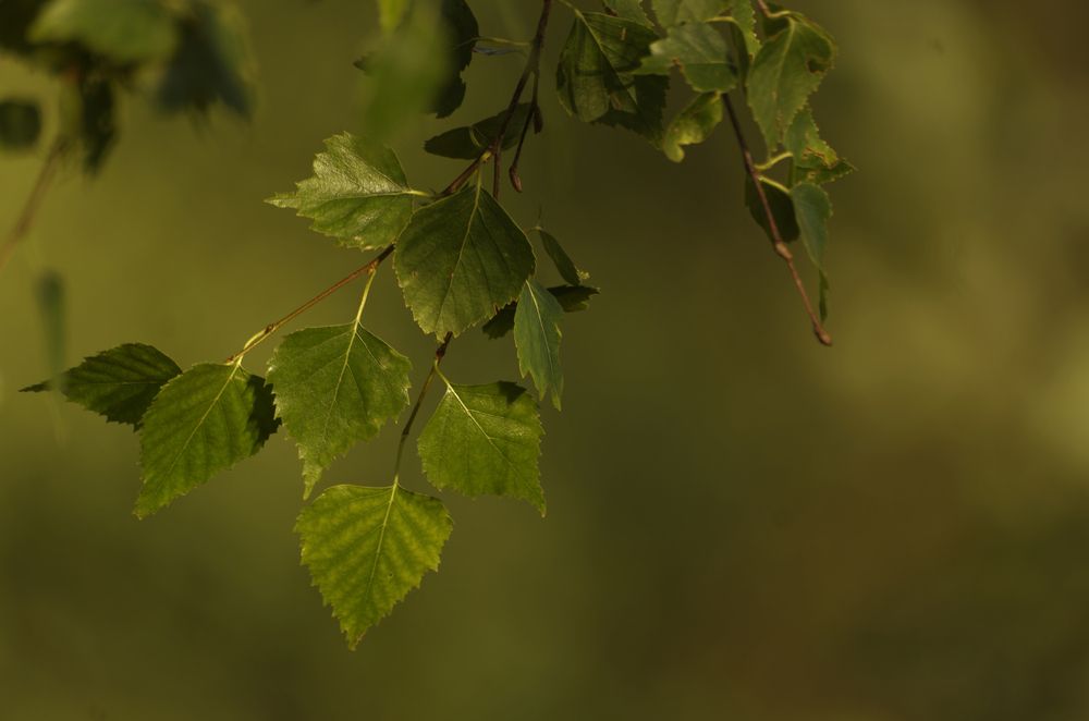 Photograph by Кирилл Корякин