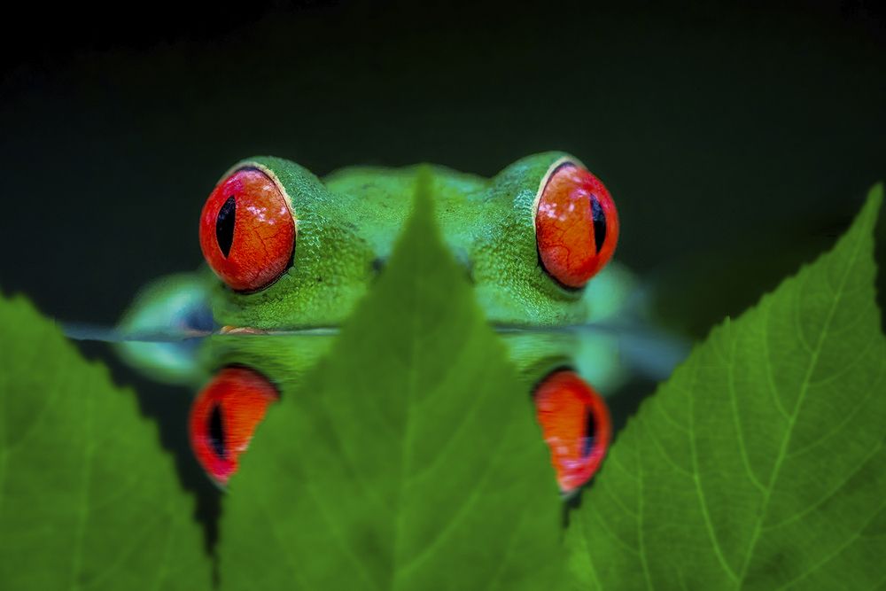 Spying Nature