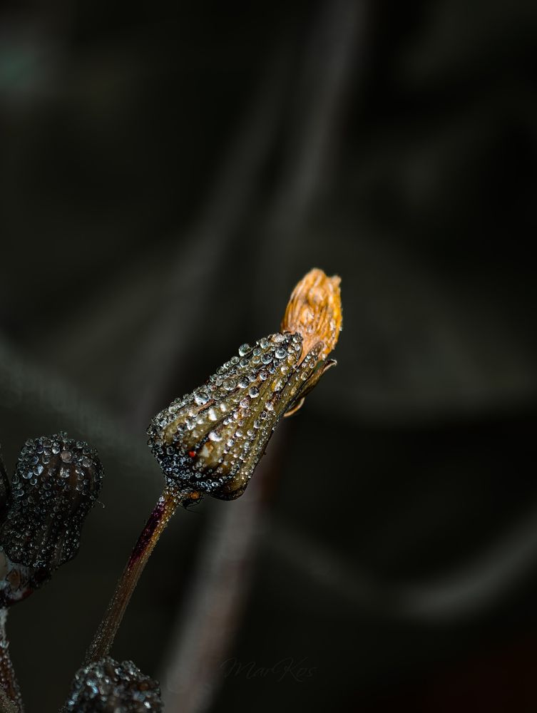 Photograph by Konstantin Martynov