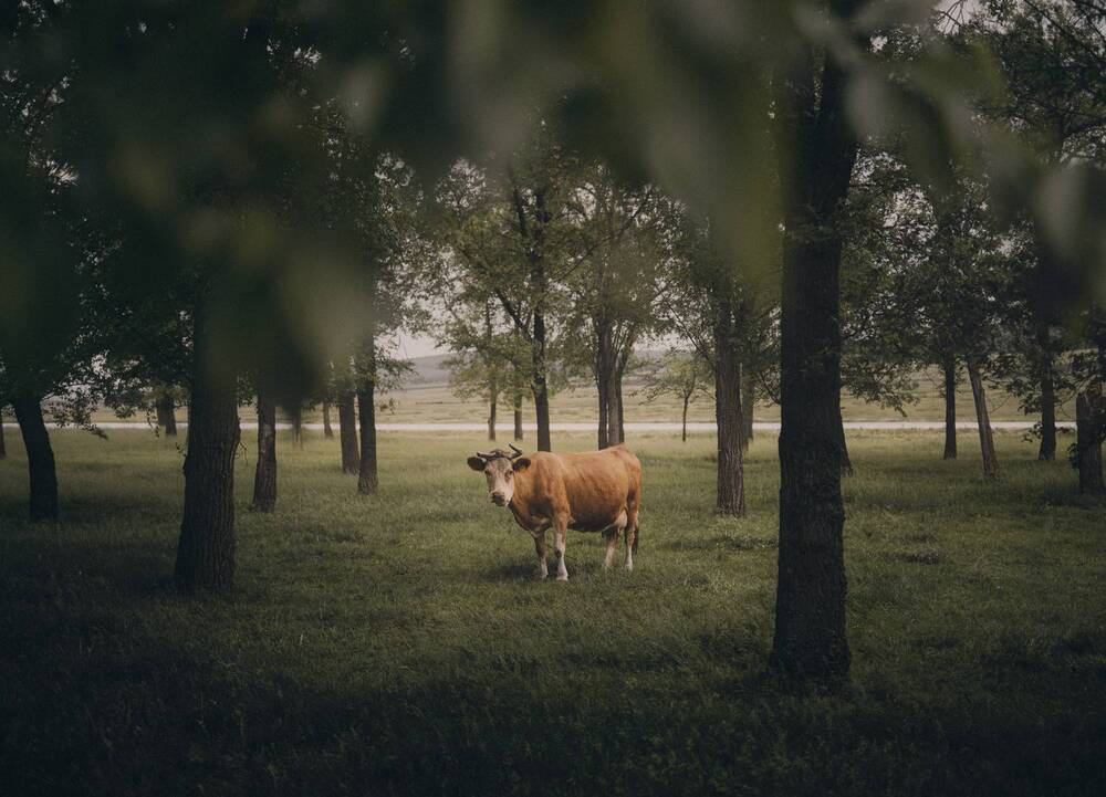 Фотография автора Олег Сухенко