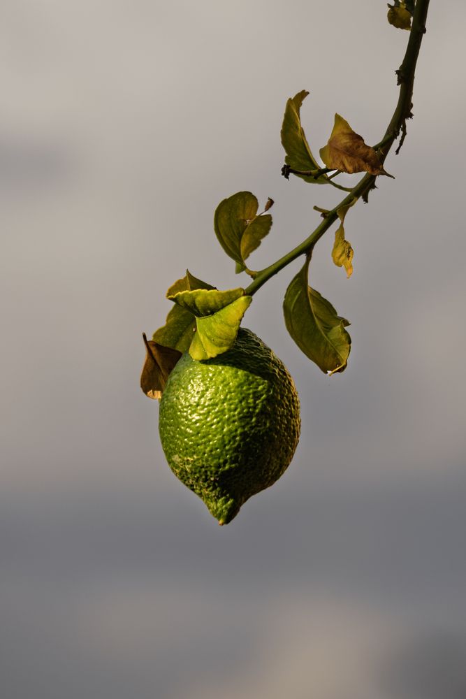 Photograph by Lev Tsenter