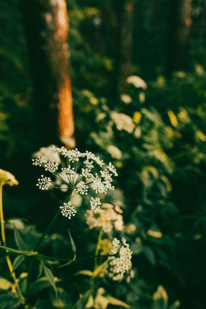 Photograph by Альбина Кадочникова