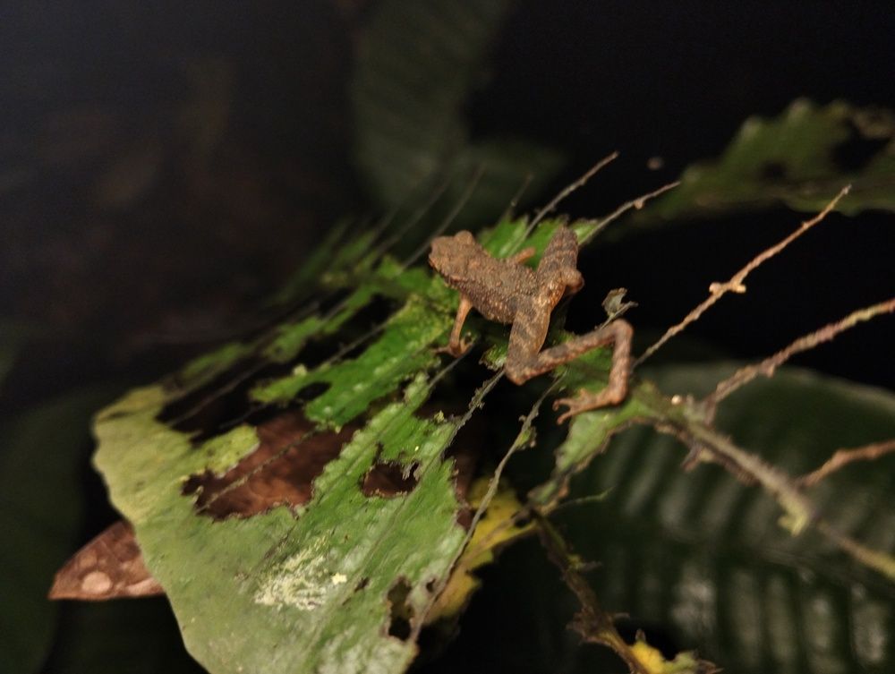 Frog