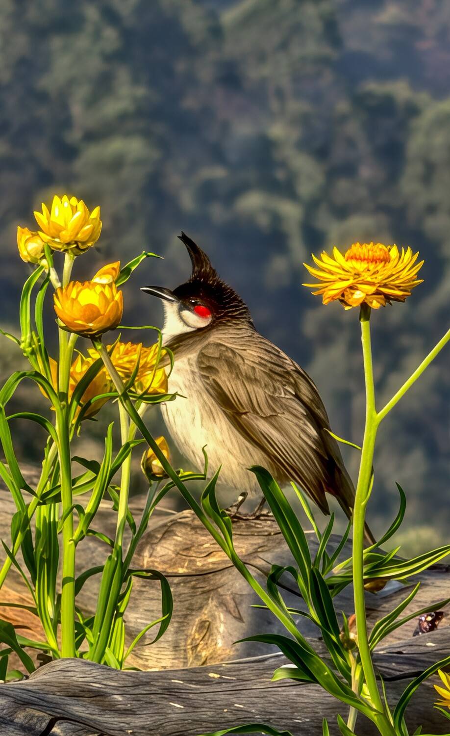 Crowned by Nature, Framed by Light.
