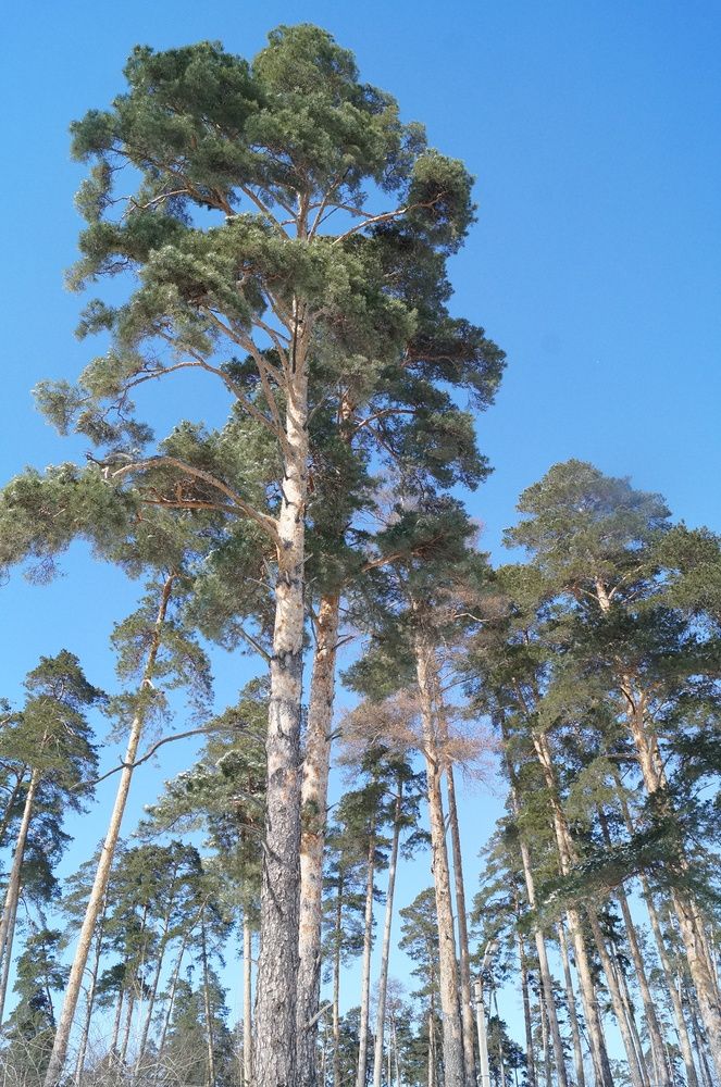 Photograph by Прикс Эльвина