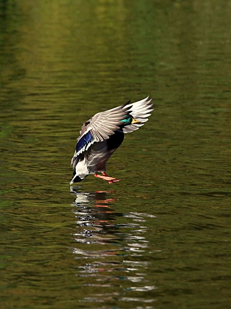 Photograph by Татьяна Слесарева