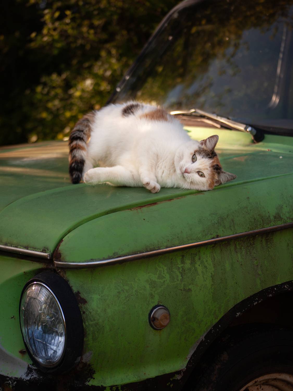 Photo #13613777