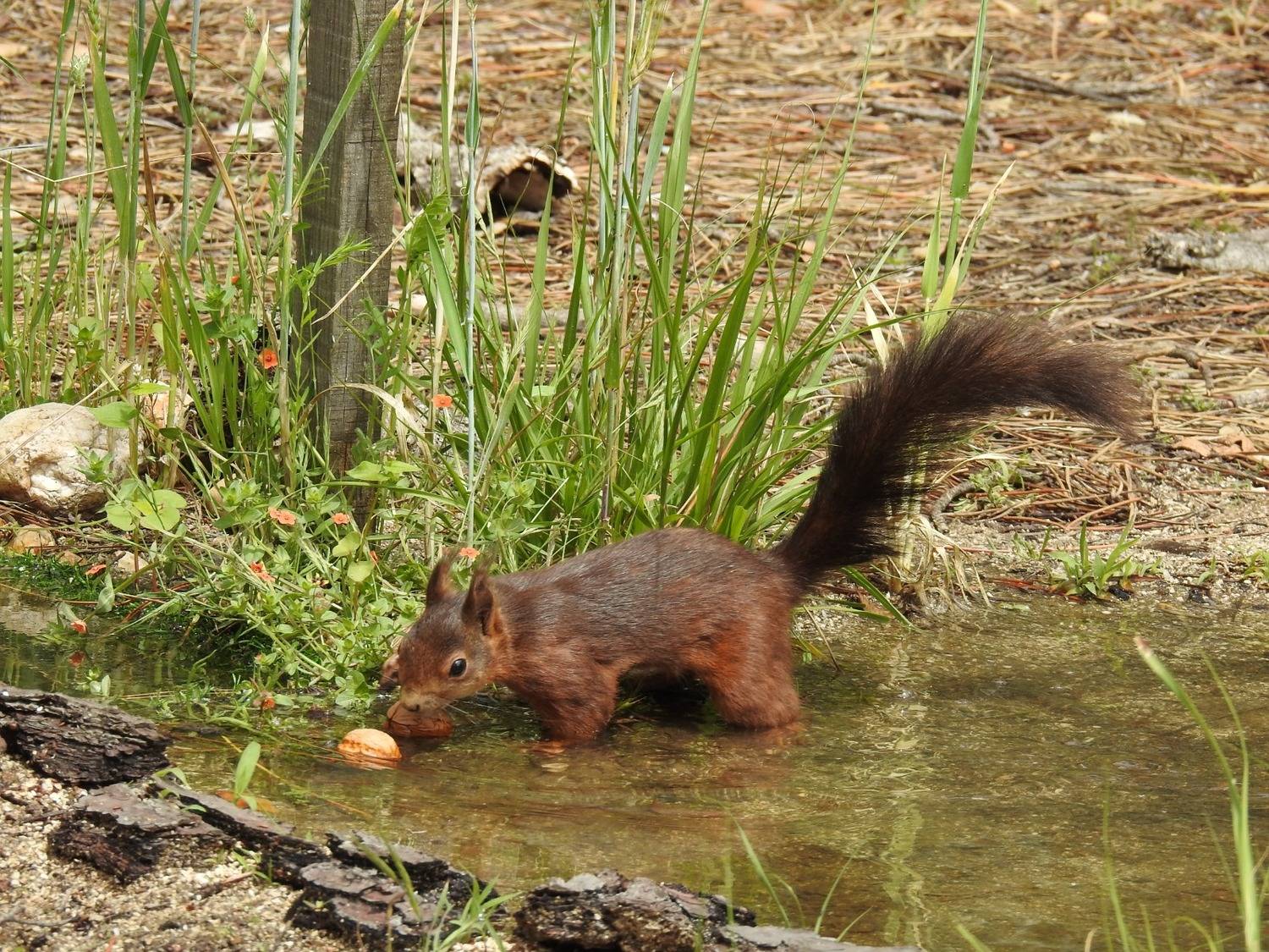 Squirrel