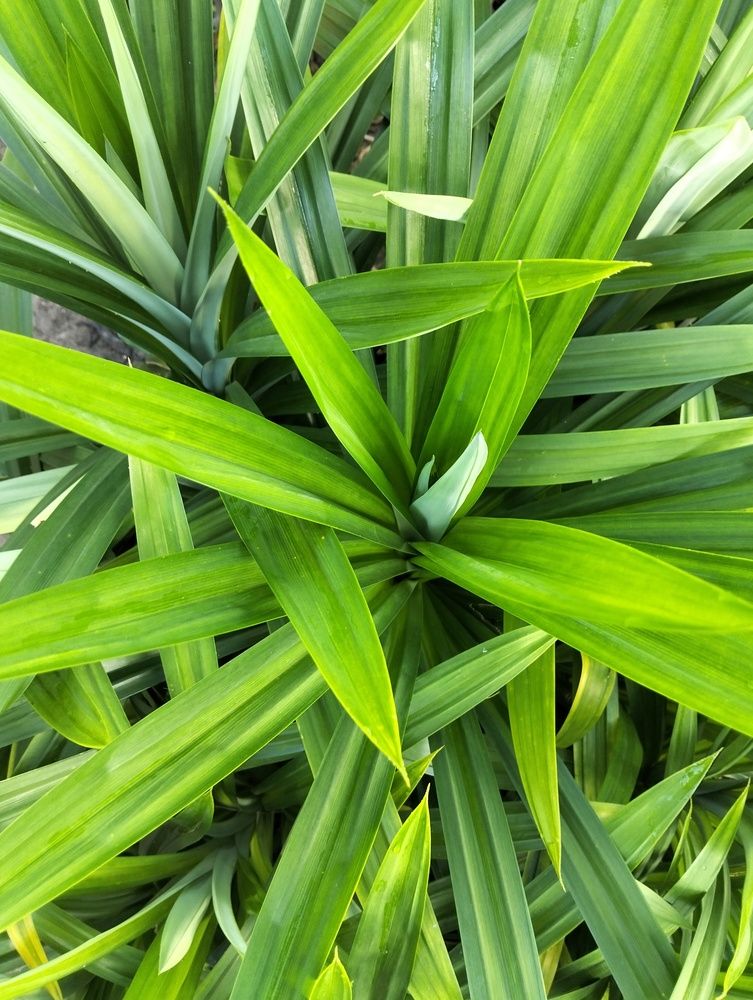 Pandan Foliage