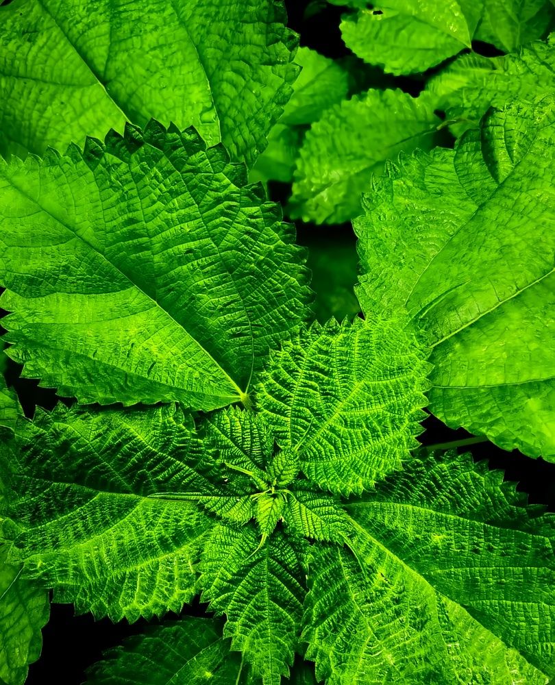 Emerald Layers