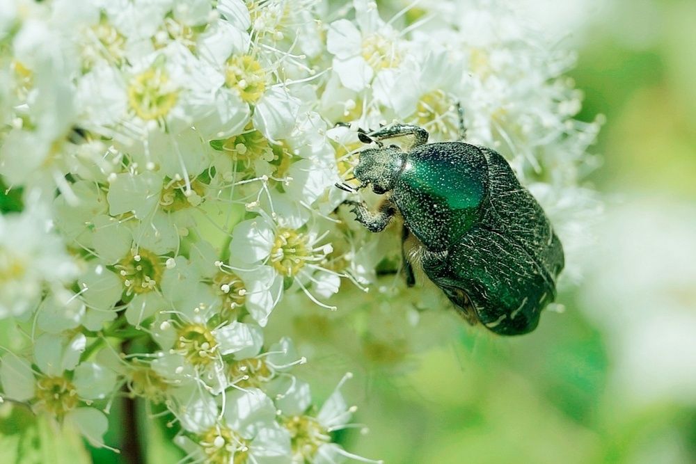 Photograph by Ольга Шангареева