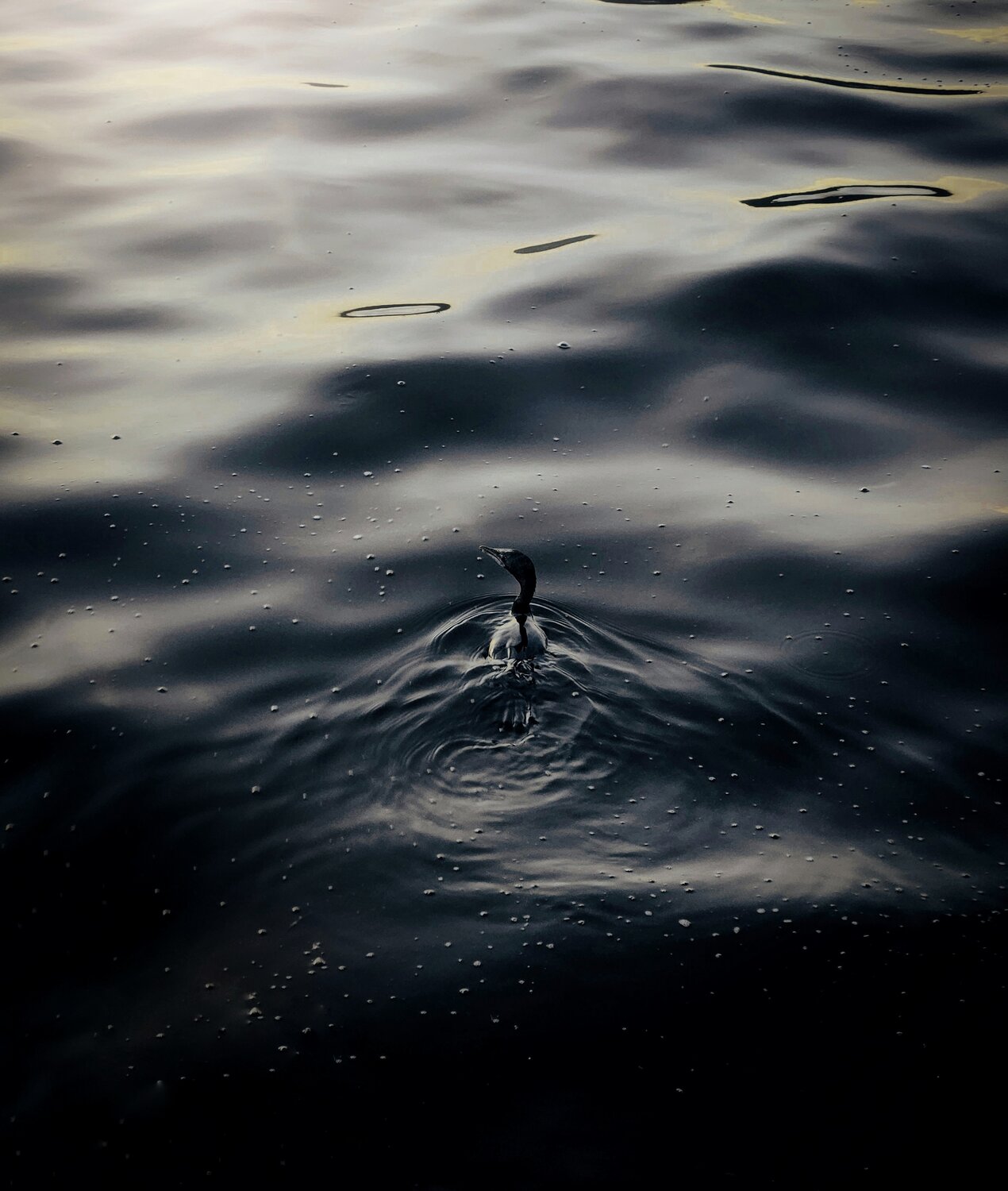 Photo #13614095
