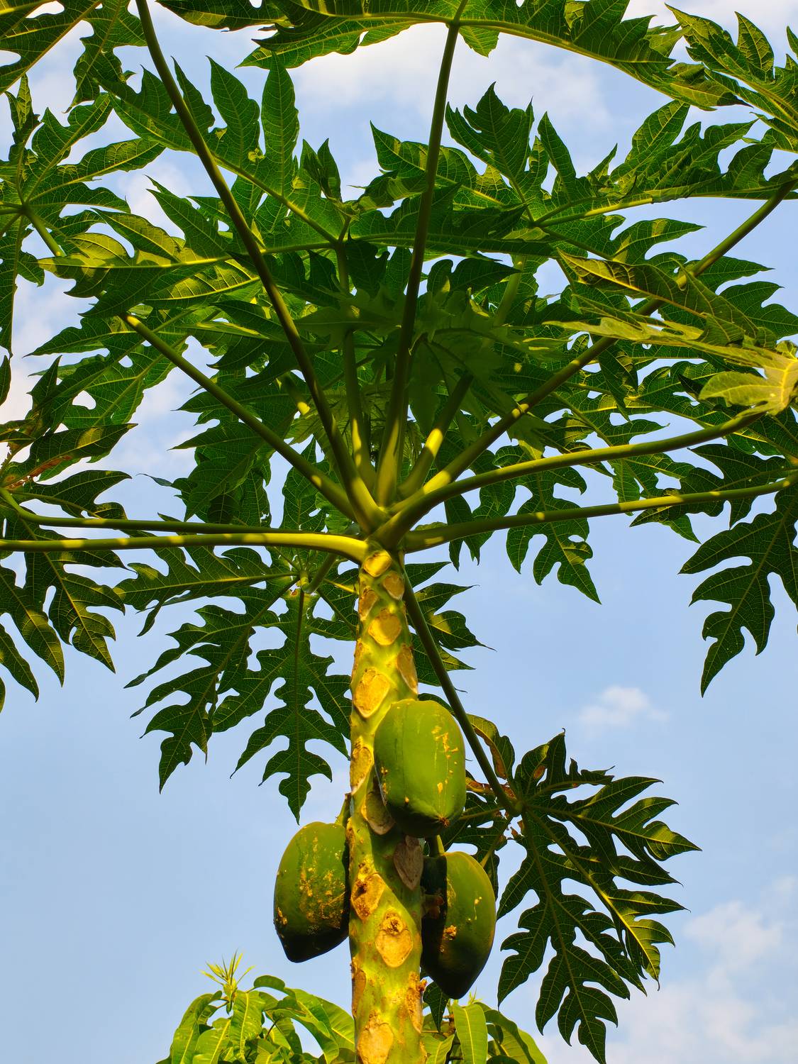 Canopy of Life