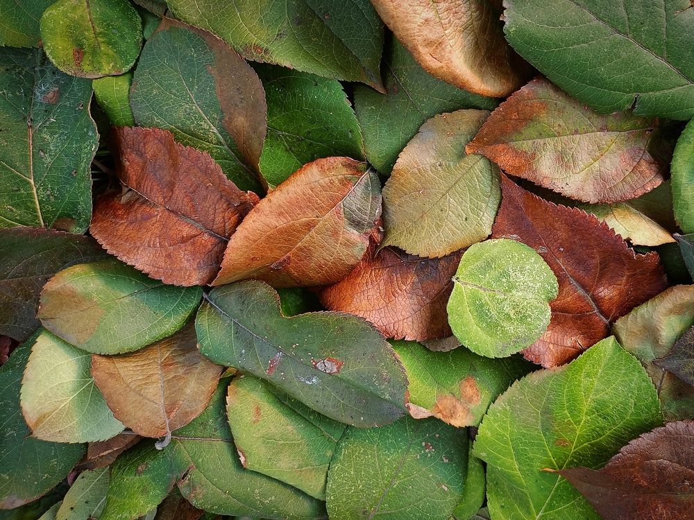 Photograph by Елена Чернякова