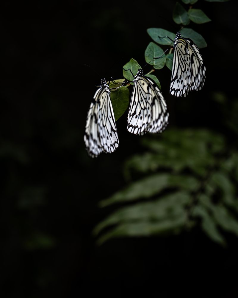 Photograph by YAMAGRAPH.