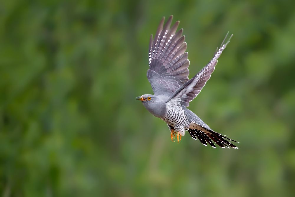 Spirit of the Meadow