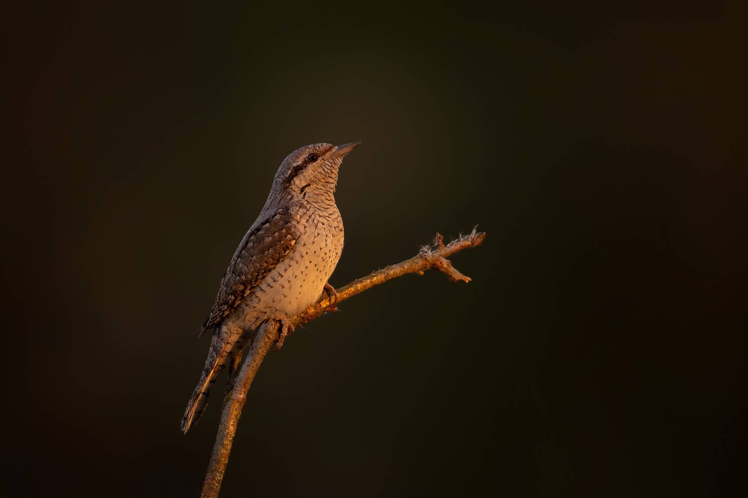 Last Light of the Day