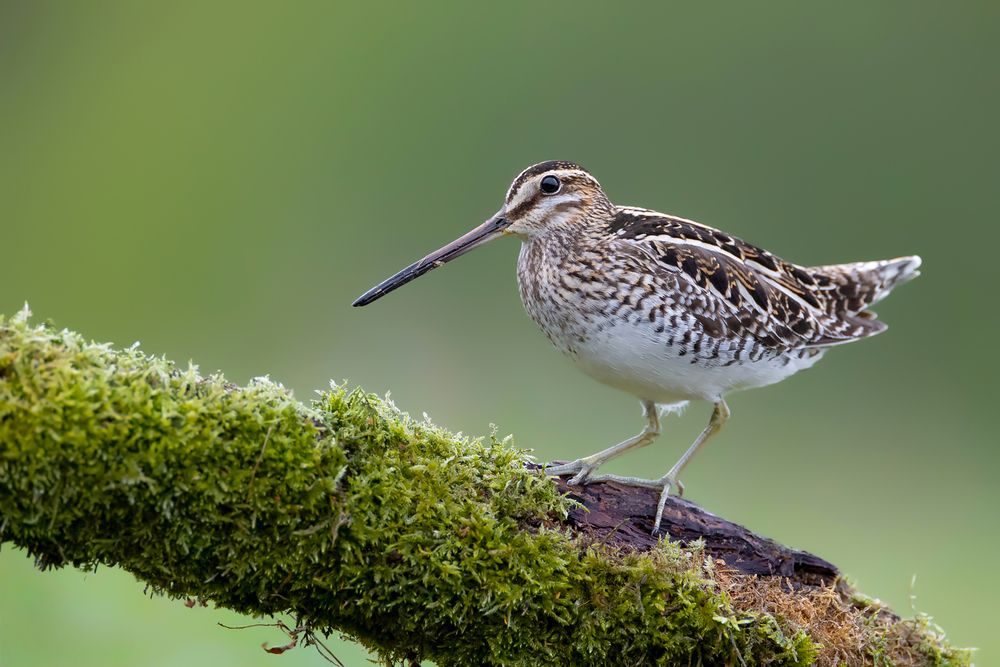 Marsh Wanderer